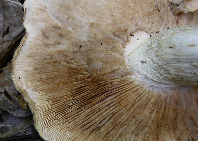 Prima volta per....Tricholoma acerbum?